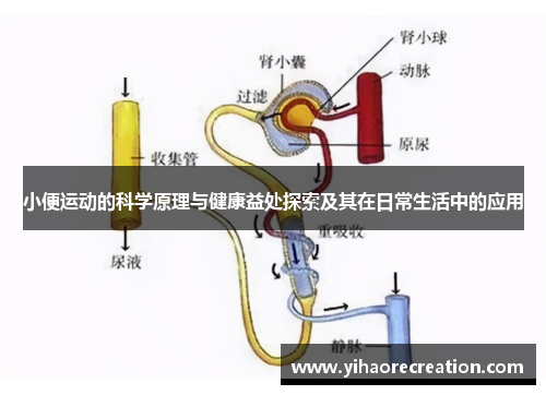 小便运动的科学原理与健康益处探索及其在日常生活中的应用